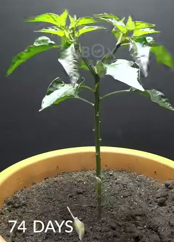 Green Chilli Plant Hybrid On Flowering plant Without Pot